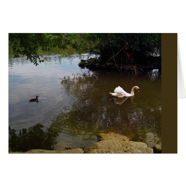 Silken Swan Card (Voorkant Horizontaal)