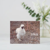 Silkie Bantam Chicken Briefkaart (Staand voorkant)