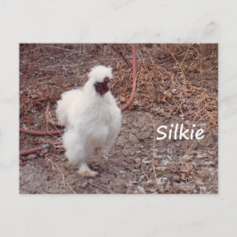 Silkie Bantam Chicken Briefkaart
