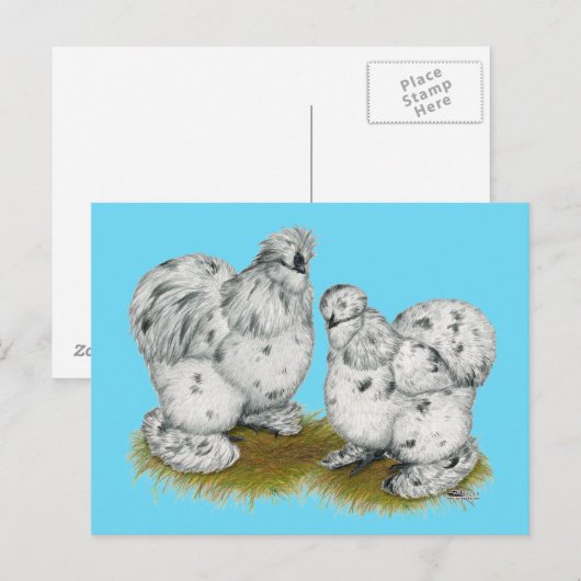Silkie Bantam Splash Chickens Briefkaart (Voorkant / Achterkant)