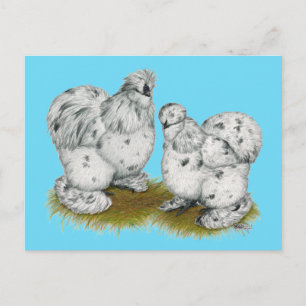Silkie Bantam Splash Chickens Briefkaart