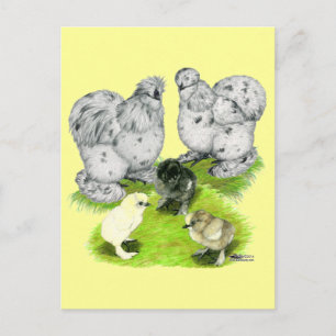 Silkie Bantam Splash Family Briefkaart