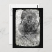 Silkie Briefkaart (Voorkant / Achterkant)