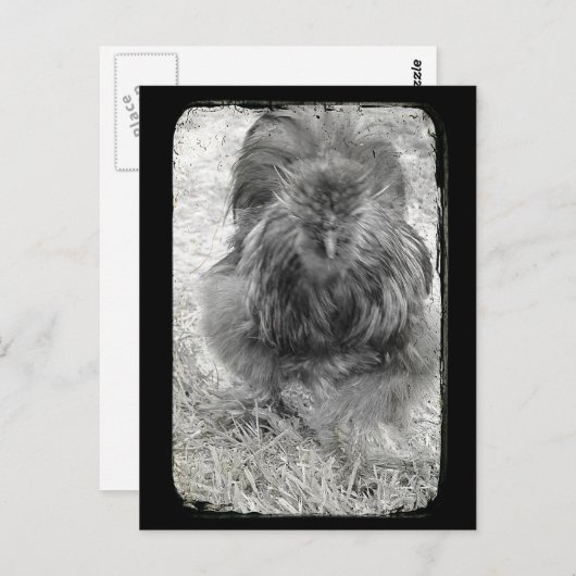 Silkie Briefkaart (Voorkant / Achterkant)