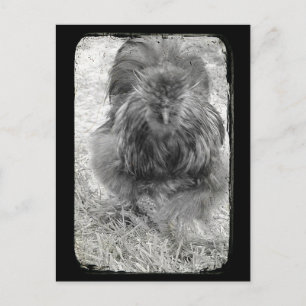 Silkie Briefkaart