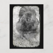 Silkie Briefkaart (Voorkant)