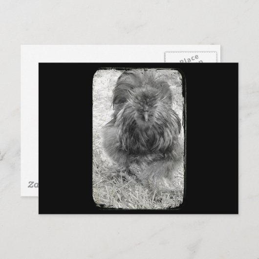 Silkie Briefkaart (Voorkant / Achterkant)