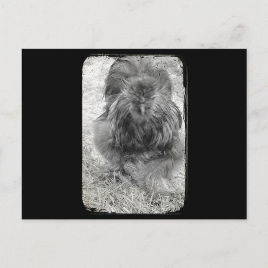 Silkie Briefkaart (Voorkant)