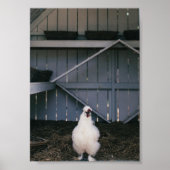 Silkie Chicken Poster (Voorkant)