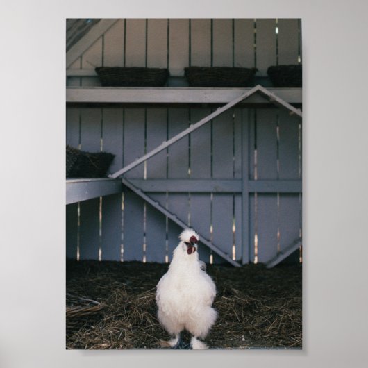 Silkie Chicken Poster (Voorkant)