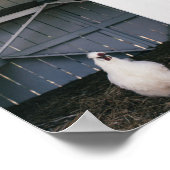 Silkie Chicken Poster (Hoek)