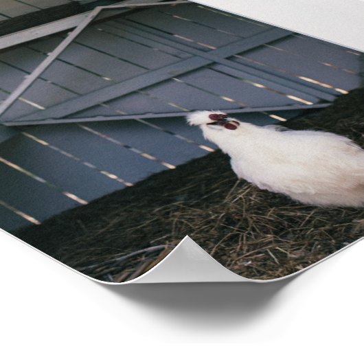 Silkie Chicken Poster (Hoek)
