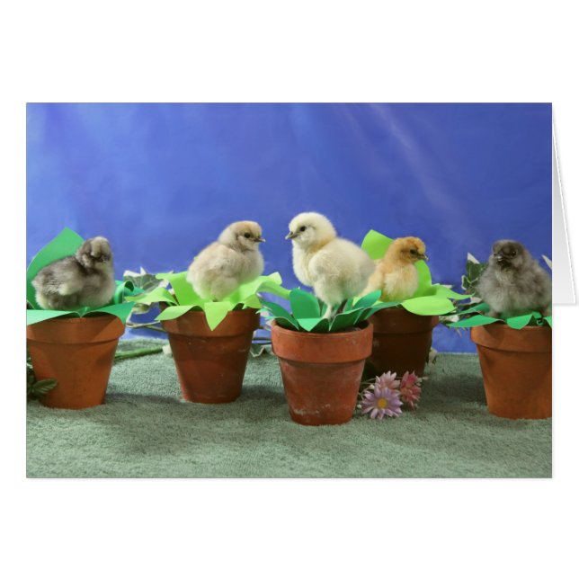Silkie Chicks in Bloom (Voorkant Horizontaal)