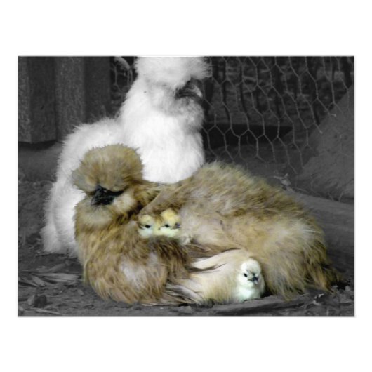 Silkie Hens met kippen die uit veren pieken Foto Afdruk (Voorkant)