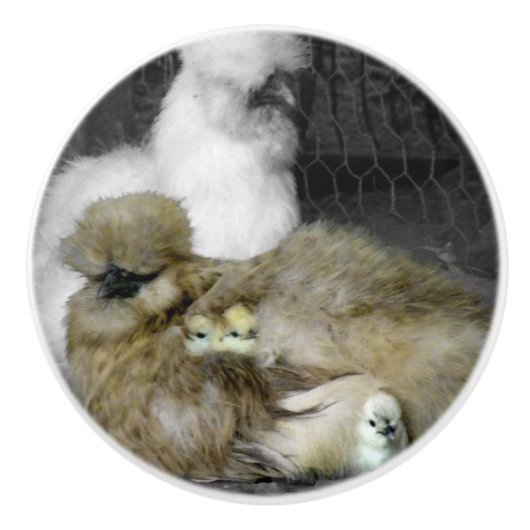 Silkie Hens met kippen die uit veren pieken Keramische Knop (Voorkant)