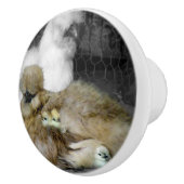 Silkie Hens met kippen die uit veren pieken Keramische Knop (Rechts)