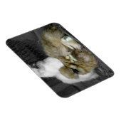 Silkie Hens met kippen die uit veren pieken Magneet (Rechterzijde)