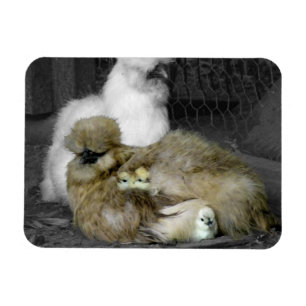 Silkie Hens met kippen die uit veren pieken Magneet