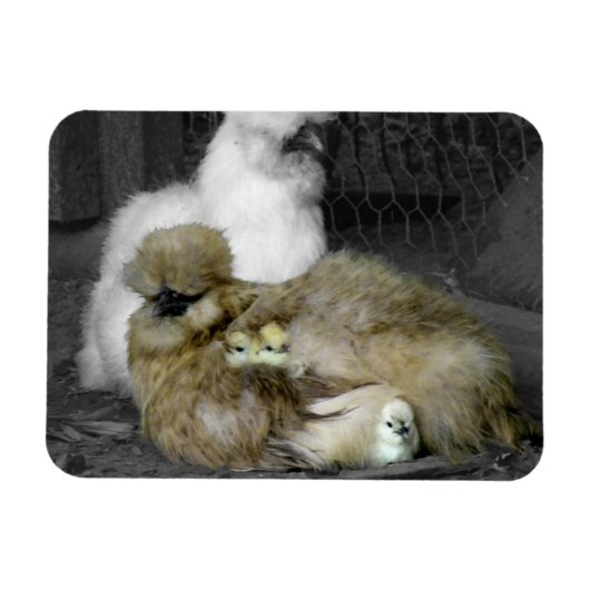 Silkie Hens met kippen die uit veren pieken Magneet (Horizontaal)