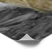 Silkie Hens met kippen die uit veren pieken Poster (Hoek)