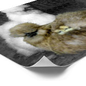 Silkie Hens met kippen die uit veren pieken Poster (Hoek)