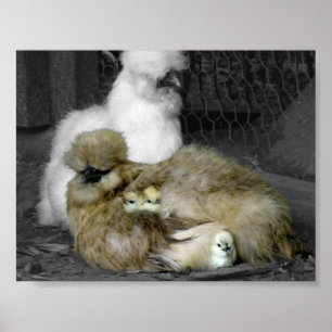 Silkie Hens met kippen die uit veren pieken Poster