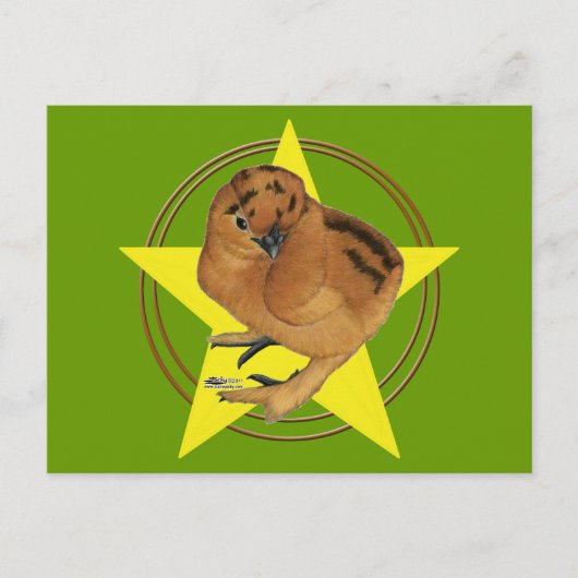 Silkie Red Chick Star Briefkaart (Voorkant)