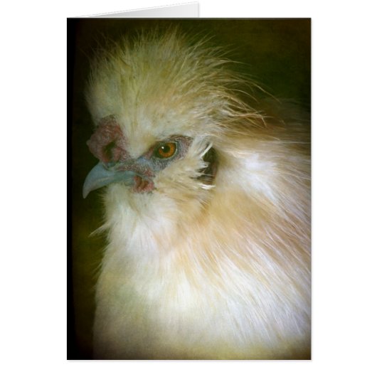 Silkie Rooster (Voorkant)