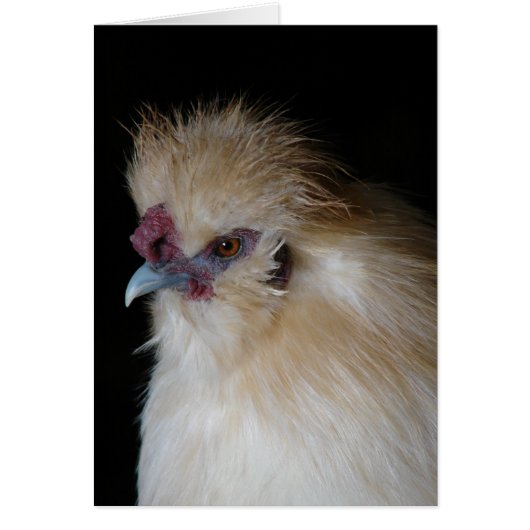 Silkie Rooster (Voorkant)