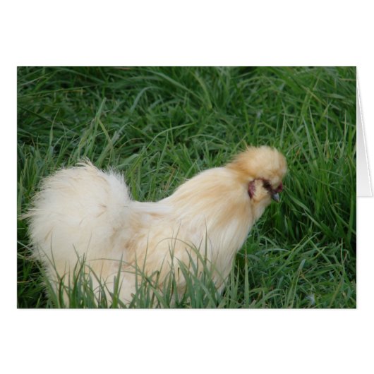 Silkie Rooster (Voorkant Horizontaal)