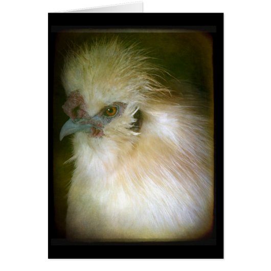 Silkie Rooster (Voorkant)