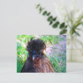 Silkie Rooster Briefkaart (Staand voorkant)