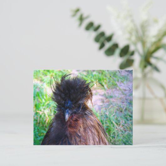 Silkie Rooster Briefkaart (Staand voorkant)