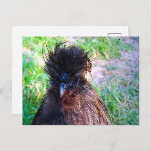 Silkie Rooster Briefkaart (Voorkant / Achterkant)