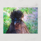 Silkie Rooster Briefkaart (Voorkant)