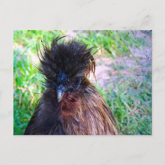 Silkie Rooster Briefkaart (Voorkant)