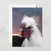 Silkie Rooster Briefkaart (Voorkant / Achterkant)