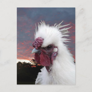 Silkie Rooster Briefkaart