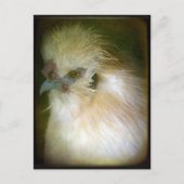 Silkie Rooster Briefkaart (Voorkant)