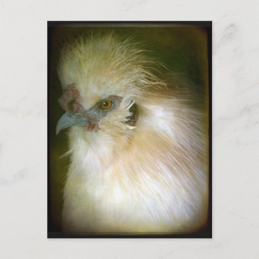 Silkie Rooster Briefkaart (Voorkant)