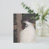 Silkie Rooster Foto Briefkaart (Staand voorkant)