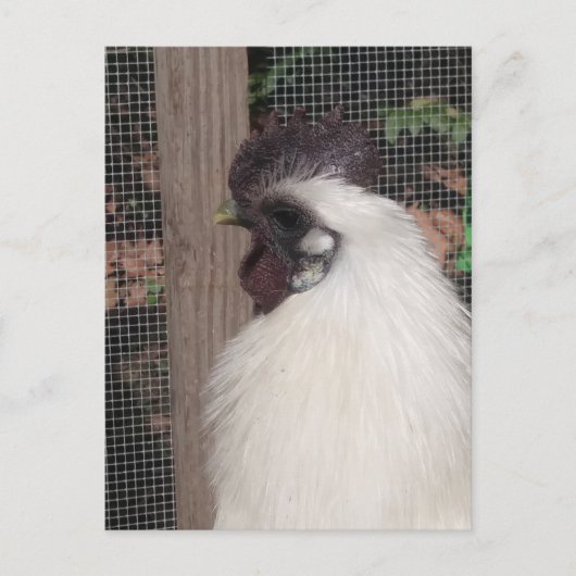 Silkie Rooster Foto Briefkaart (Voorkant)