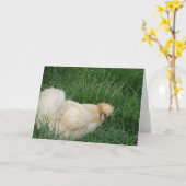 Silkie Rooster Kaart (Gele Bloem)