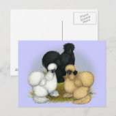 Silkie Trio Briefkaart (Voorkant / Achterkant)