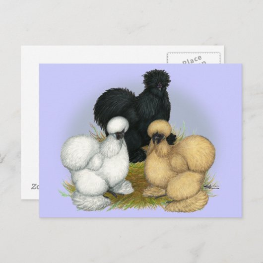 Silkie Trio Briefkaart (Voorkant / Achterkant)