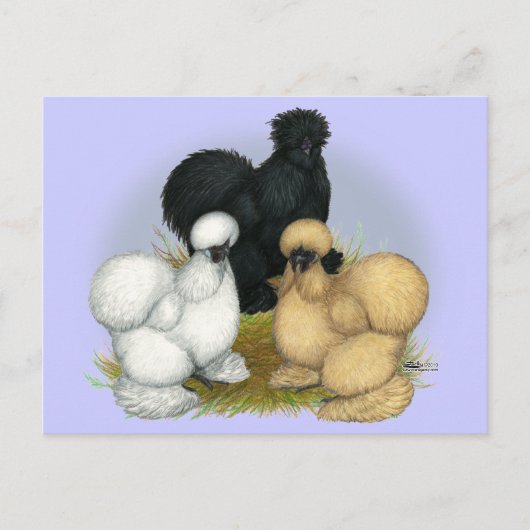 Silkie Trio Briefkaart (Voorkant)