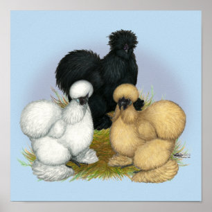 Silkie Trio Poster