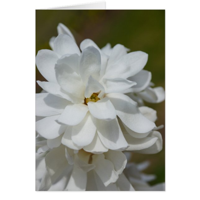 Silky Magnolia (Voorkant)