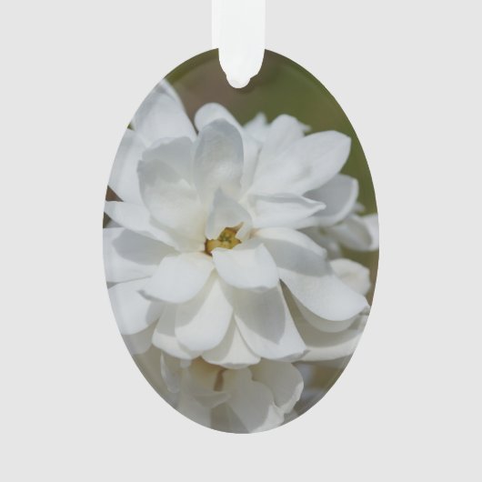 Silky Magnolia Ornament (voorkant)