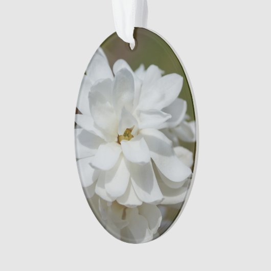 Silky Magnolia Ornament (voorkant)